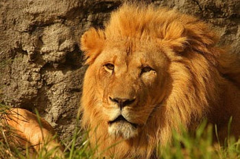Leo the Lion, animal, lion HD wallpaper