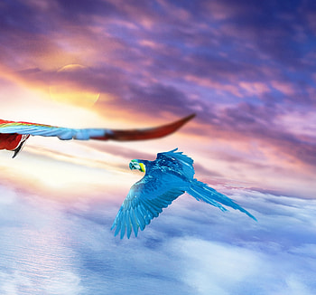 Macaw, Journey, flights, sky, art HD wallpaper