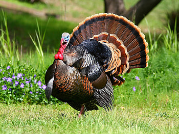 Animals, Feather, Bird, Turkey HD wallpaper