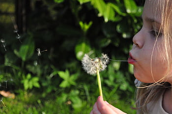 A young girl blows a dandelion, scattering seeds in a sunlit garden. HD wallpaper