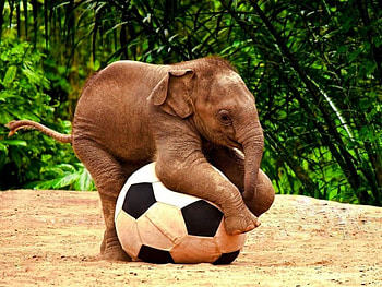 Animals, Football, Elephants HD wallpaper