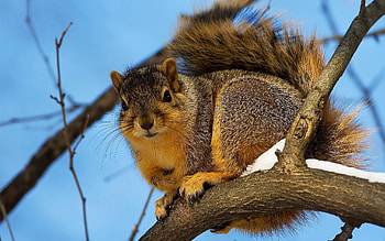 Animals, Squirrel HD wallpaper