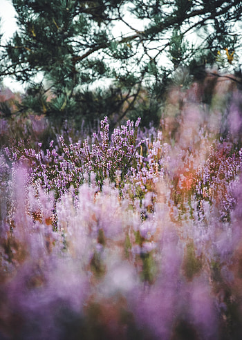 Flowers, Grass, Field, Lavender, Wildflowers HD phone wallpaper