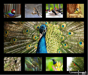 MIXTURE OF BIRDS, BIRDS, COLLAGE, MIXTURE HD wallpaper