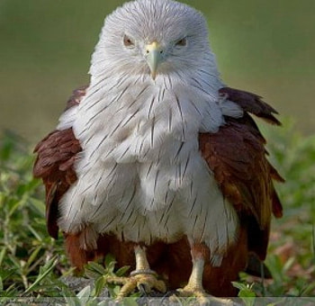 I think it's an Eaglet....., eaglet, owlet, Elaine, raptor, Facebook HD wallpaper