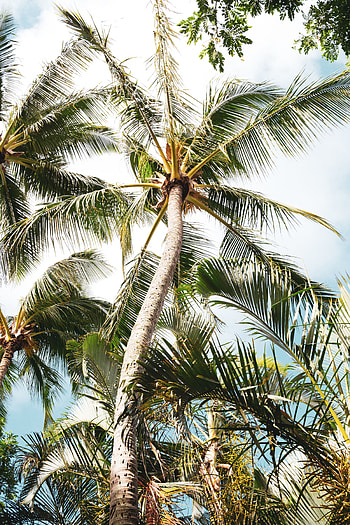 Nature, Leaves, Wood, Tree, Palm, Branches, Tropics HD phone wallpaper