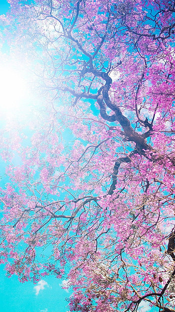May Background, Blue Sky HD phone wallpaper