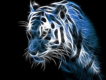 Tiger face, blue, whiskers, striped, light HD wallpaper