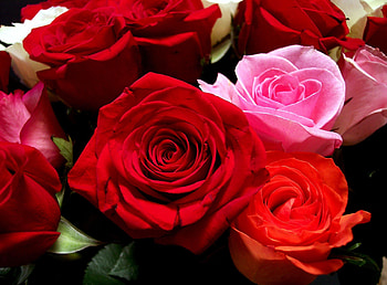 Flowers, Roses, Close-Up, Bouquet, Buds HD wallpaper