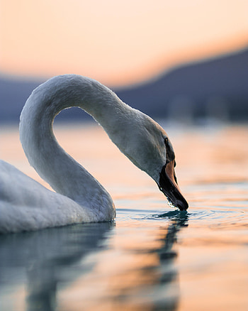 Animals, Water, Feather, Bird, Swan, Neck HD phone wallpaper