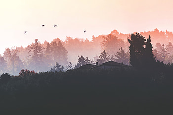 Birds Flying Back Home , nature, birds HD wallpaper