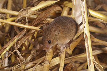 Animals, Mouse, Rodent, Mammal HD wallpaper