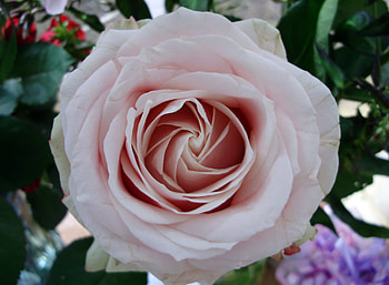 pink rose , rose, pink flower HD wallpaper