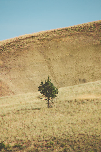 Landscape, Nature, Wood, Tree, Hill HD phone wallpaper