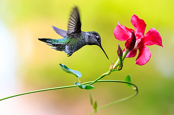 Hummingbird, Stem, Bird, Flower, Flight HD wallpaper