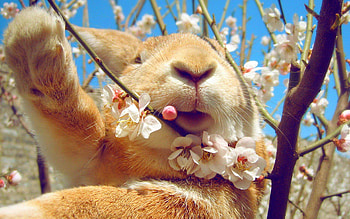 Flowers, Animals, Muzzle, Spring, Rabbit HD wallpaper