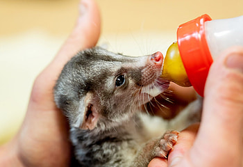 Endangered baby civet, Newquay Zoo HD wallpaper