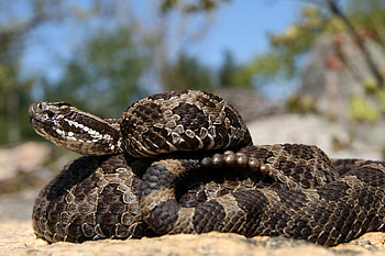 Rattlesnake encounter, Thrilling adventure, Close proximity, Heart-pounding moment HD wallpaper