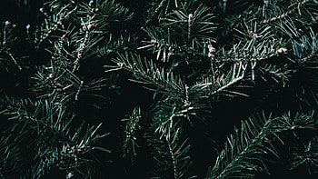 Spruce branches, Nature HD wallpaper