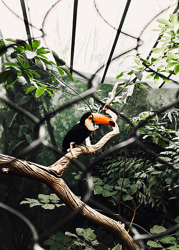Animals, Bird, Wood, Tree, Branch, Toucan HD phone wallpaper