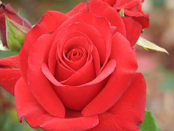 Perfect red rose, rose, perfect, nice, red HD wallpaper