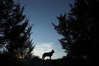 Wolves Night Forest Silhouette , wolves, animals, forest, trees HD wallpaper