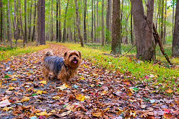 Animals, Autumn, Park, Dog, Stroll HD wallpaper