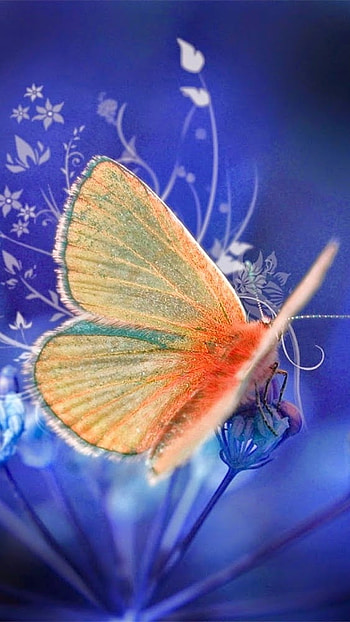 Whatsapp D.p, Beautiful, Butterfly, whatsapp dp HD phone wallpaper