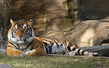 Animals, Grass, To Lie Down, Lie, Predator, Big Cat, Tiger HD wallpaper