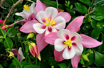 Flowers, Pink, Drops, Greens, Freshness, Aquilegia HD wallpaper