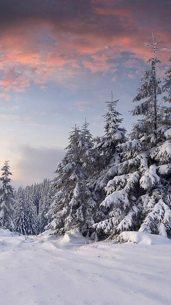 Winter's charm, Snowy landscapes, Nature's serenity, Tranquil beauty HD phone wallpaper