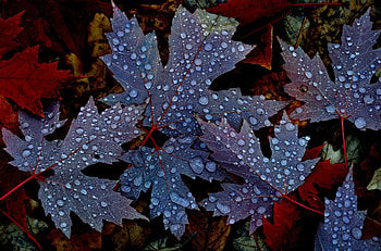 Autumn Leaves, leaves, Fall, drops, Autumn, water, rain drops HD wallpaper