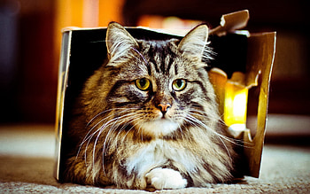 Animals, Cat, Fluffy, To Lie Down, Lie, Box HD wallpaper