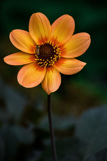 Flowers, Flower, Plant, Bloom, Flowering, Insect HD phone wallpaper