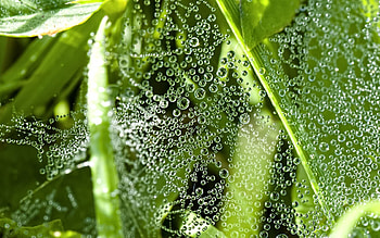 Grass, Leaves, Web, Drops, Macro, Dew HD wallpaper