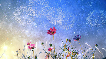 Petals And Festivities Vibrant Floral Celebrations, flowers, celebrations, fireworks, nature HD wallpaper
