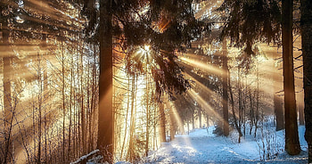 sunbeams in the woods, winter, sun, forest, snow HD wallpaper