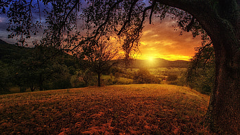 Sunset, tree, landscape, nature HD wallpaper