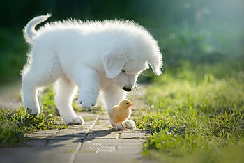 Cute puppy , Sun-filled happiness, Irresistible cuteness, Pets HD wallpaper
