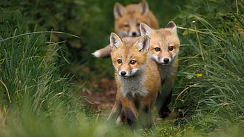 Fox, Baby, Cub, Animals, Grass, Blur, Background, Forest Fox HD wallpaper