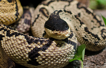 Bushmaster Snake, snake, animal, bushmaster, reptile HD wallpaper