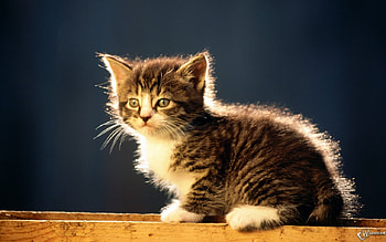 Sweet baby cat, sweet, kitten, baby, cat, feline HD wallpaper