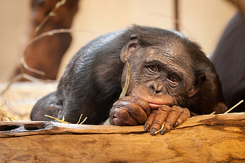 Bonobo close-up, Bonobo portrait, Primate communication, Expressive eyes HD wallpaper