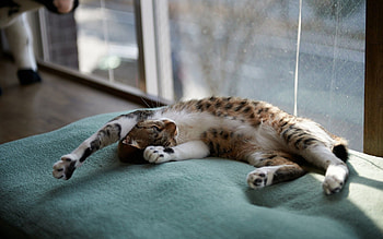Animals, Cat, To Lie Down, Lie, Window, Sleep, Dream, Mat, Rug HD wallpaper