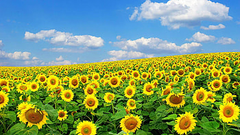 Spring Season 12217 Full - Res . HD wallpaper