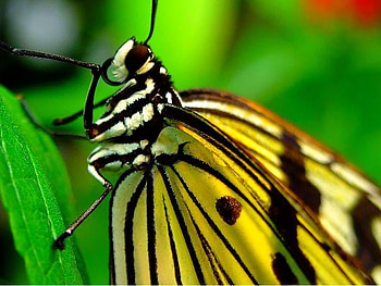 Butterfly, animal, wings, leaves HD wallpaper