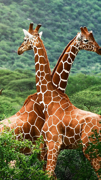 Giraffes trees couple spotted, Sony Xperia Z, Samsung Galaxy S, HTC One HD phone wallpaper