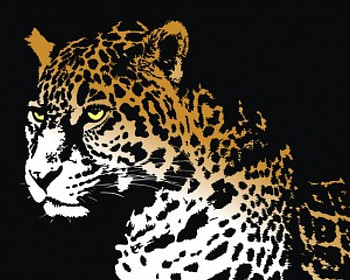 Leopard, leopards, animals HD wallpaper