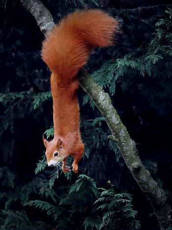 Funny, Animals, Squirrel, Wood, Tree, Animal, Rodent HD phone wallpaper