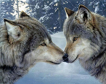 Snow, Winter, Animal, Wolf, Love, Wolves HD wallpaper